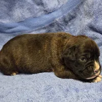 Girl 6 goes to heather lost her dog a week ago, a female Boxer for sale in Arden, NC – Photo 9 of 10