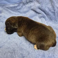 Girl 6 goes to heather lost her dog a week ago, a female Boxer for sale in Arden, NC – Photo 10 of 10