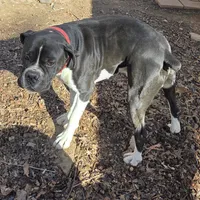 Goes to Marvette    Frankie, a male Boxer for sale in Arden, NC – Photo 1 of 10