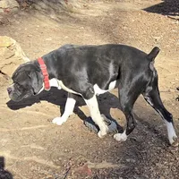 Goes to Marvette    Frankie, a male Boxer for sale in Arden, NC – Photo 8 of 10