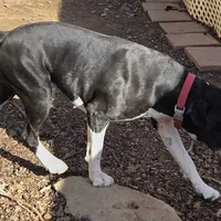 Goes to Marvette    Frankie, a male Boxer for sale in Arden, NC – Photo 4 of 10