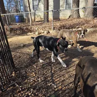 Goes to Marvette    Frankie, a male Boxer for sale in Arden, NC – Photo 9 of 10