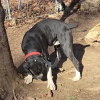 Goes to Marvette    Frankie, a male Boxer for sale in Arden, NC – Photo 2 of 10