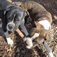 Goes to Marvette    Frankie, a male Boxer for sale in Arden, NC – Photo 6 of 10