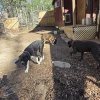 Goes to Marvette    Frankie, a male Boxer for sale in Arden, NC – Photo 10 of 10