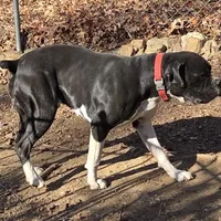 Goes to Marvette    Frankie, a male Boxer for sale in Arden, NC – Photo 7 of 10