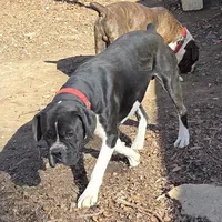 Goes to Marvette    Frankie, a male Boxer for sale in Arden, NC – Photo 5 of 10