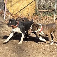 Goes to Marvette    Frankie, a male Boxer for sale in Arden, NC – Photo 3 of 10