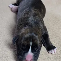 Girl 4 goes to John and Rocky new name Layla, a female Boxer for sale in Arden, NC – Photo 6 of 8