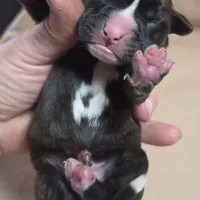 Girl 4 goes to John and Rocky new name Layla, a female Boxer for sale in Arden, NC – Photo 5 of 8