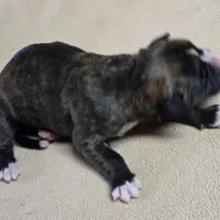 Girl 4 goes to John and Rocky new name Layla, a female Boxer for sale in Arden, NC – Photo 1 of 8