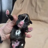 Girl 4 goes to John and Rocky new name Layla, a female Boxer for sale in Arden, NC – Photo 8 of 8