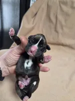 processed/62fc126e-1ad3-4e4f-8a82-9ebe99a23678/listing/80cd710e-9d8b-4005-b836-f7325f936fd2/9e469598-4f8c-48a9-aa52-70026a99b8c1