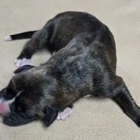 Girl 4 goes to John and Rocky new name Layla, a female Boxer for sale in Arden, NC – Photo 3 of 8