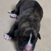 Girl 4 goes to John and Rocky new name Layla, a female Boxer for sale in Arden, NC – Photo 4 of 8