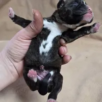 Girl 4 goes to John and Rocky new name Layla, a female Boxer for sale in Arden, NC – Photo 2 of 8