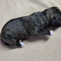 Girl 4 goes to John and Rocky new name Layla, a female Boxer for sale in Arden, NC – Photo 7 of 8