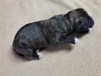 processed/62fc126e-1ad3-4e4f-8a82-9ebe99a23678/listing/80cd710e-9d8b-4005-b836-f7325f936fd2/f3b558a6-c123-4de4-be9f-176e9e75a48c