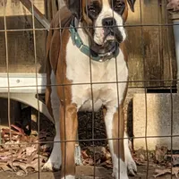 Ariel, a female Boxer for sale in Arden, NC – Photo 3 of 8