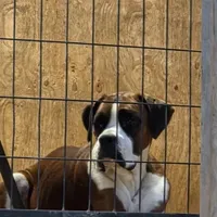 Ariel, a female Boxer for sale in Arden, NC – Photo 4 of 8