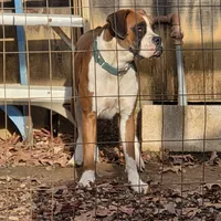 Ariel, a female Boxer for sale in Arden, NC – Photo 8 of 8