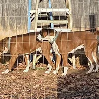 Ariel, a female Boxer for sale in Arden, NC – Photo 2 of 8