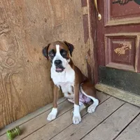 Ariel, a female Boxer for sale in Arden, NC – Photo 7 of 8