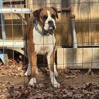 Ariel, a female Boxer for sale in Arden, NC – Photo 6 of 8