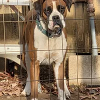 Ariel, a female Boxer for sale in Arden, NC – Photo 1 of 8
