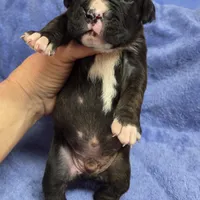 Boy 1 goes to Paquita, a male Boxer for sale in Arden, NC – Photo 8 of 10