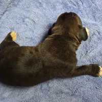 Boy 1 goes to Paquita, a male Boxer for sale in Arden, NC – Photo 9 of 10