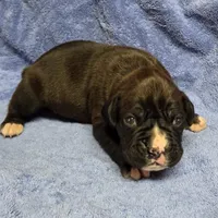 Boy 1 goes to Paquita, a male Boxer for sale in Arden, NC – Photo 4 of 10