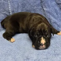 Boy 1 goes to Paquita, a male Boxer for sale in Arden, NC – Photo 10 of 10