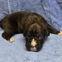 Boy 1 goes to Paquita, a male Boxer for sale in Arden, NC – Photo 6 of 10