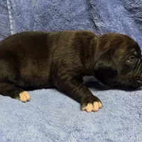 Boy 1 goes to Paquita, a male Boxer for sale in Arden, NC – Photo 2 of 10