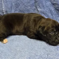 Boy 1 goes to Paquita, a male Boxer for sale in Arden, NC – Photo 7 of 10