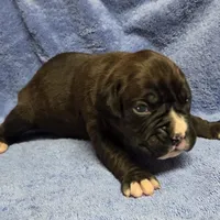 Boy 1 goes to Paquita, a male Boxer for sale in Arden, NC – Photo 1 of 10