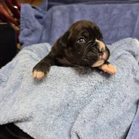 Boy 1 goes to Paquita, a male Boxer for sale in Arden, NC – Photo 5 of 10