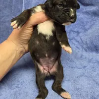 Goes to Mona Binkley in greenville tn Girl 7, a female Boxer for sale in Arden, NC – Photo 6 of 9