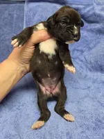 Girl 7, a female Boxer for sale in Arden, NC – Photo 6 of 9