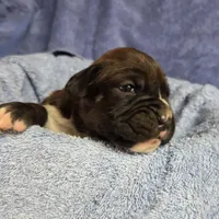 Goes to Mona Binkley in greenville tn Girl 7, a female Boxer for sale in Arden, NC – Photo 5 of 9