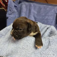 Goes to Mona Binkley in greenville tn Girl 7, a female Boxer for sale in Arden, NC – Photo 8 of 9