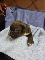 Girl 7, a female Boxer for sale in Arden, NC – Photo 8 of 9