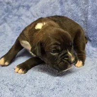 Goes to Mona Binkley in greenville tn Girl 7, a female Boxer for sale in Arden, NC – Photo 1 of 9