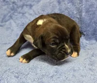 Girl 7, a female Boxer for sale in Arden, NC – Photo 1 of 9