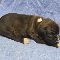 Goes to Mona Binkley in greenville tn Girl 7, a female Boxer for sale in Arden, NC – Photo 2 of 9