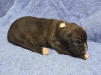 Girl 7, a female Boxer for sale in Arden, NC – Photo 2 of 9