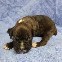 Goes to Mona Binkley in greenville tn Girl 7, a female Boxer for sale in Arden, NC – Photo 7 of 9