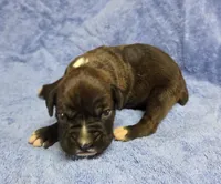 Girl 7, a female Boxer for sale in Arden, NC – Photo 7 of 9