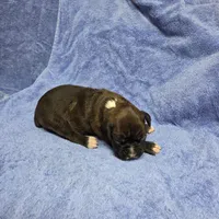 Goes to Mona Binkley in greenville tn Girl 7, a female Boxer for sale in Arden, NC – Photo 9 of 9